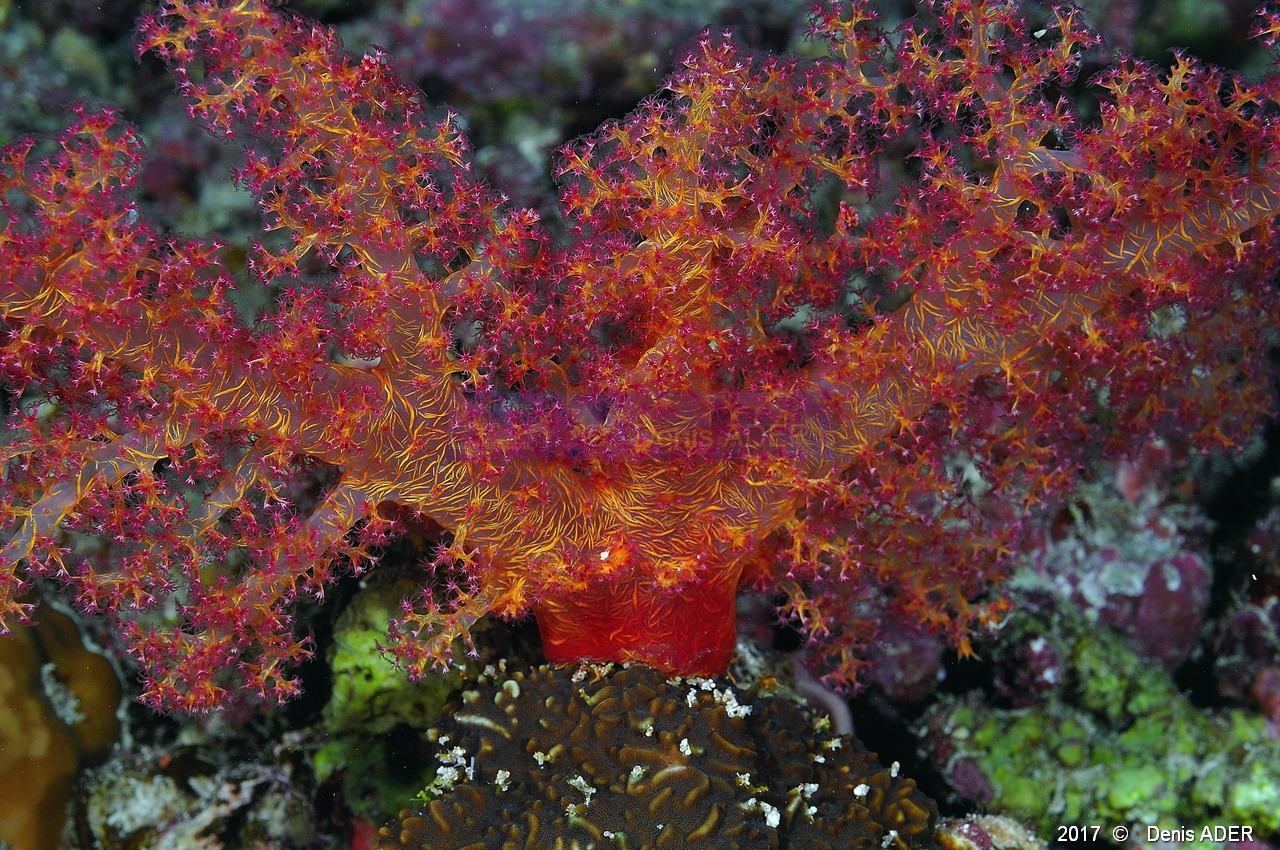 Dendronephthya-sp  Alcyonaire epineux-Safaga Tobia harba-4m-20171121-Denis-ADER-DSC_3381_tn.jpg